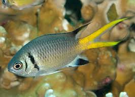 כרומיס ברק - Lightning Double Bar Chromis