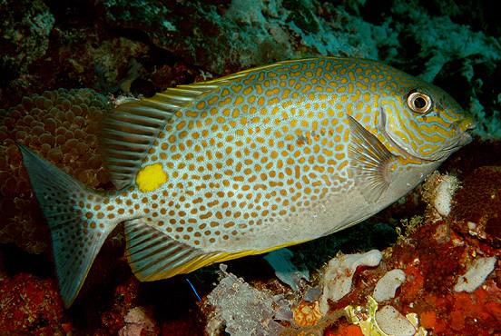 ארנבון נקודות כתומות - Orange Spotted Rabbitfish