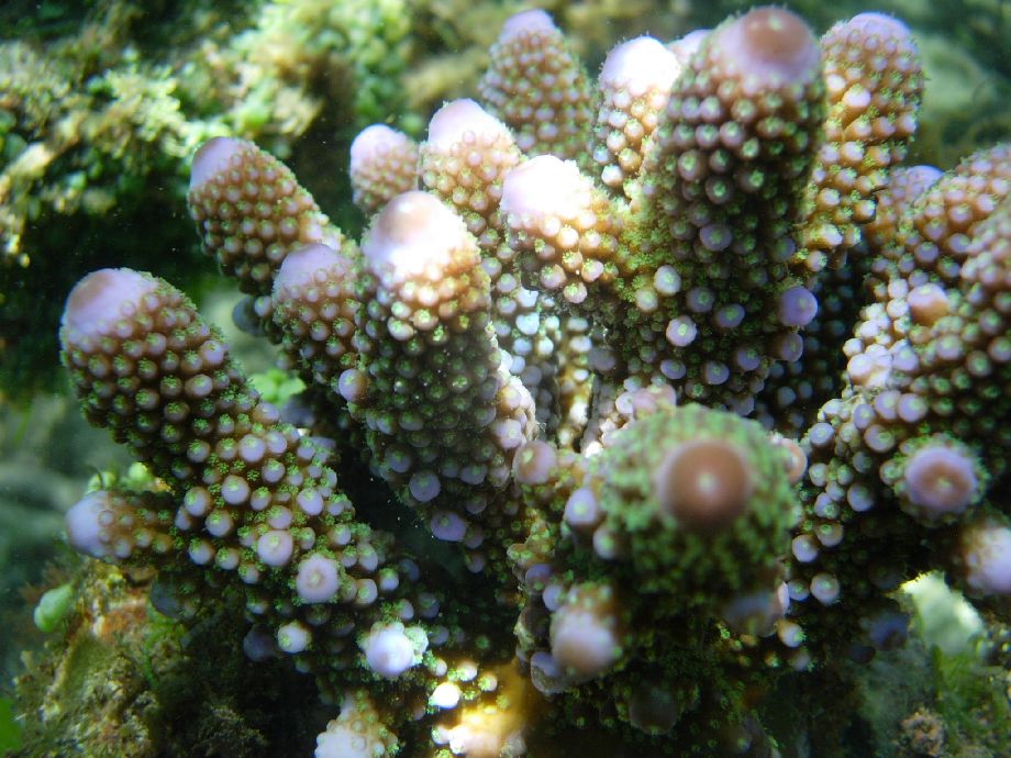 Acropora humilis