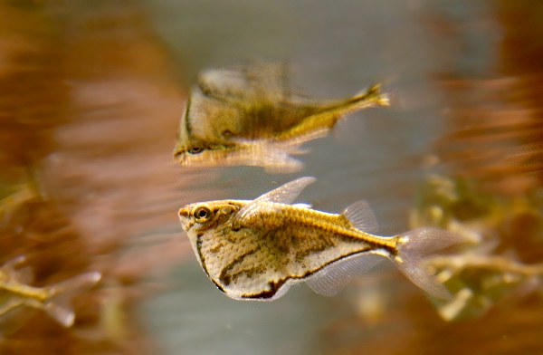 גרזינון משויש - Marbled Hatchetfish