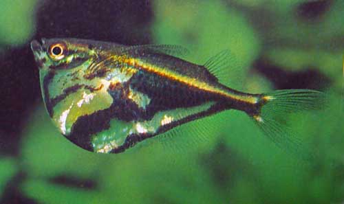 גרזינון משויש - Marbled Hatchetfish