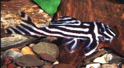 פלקו זברה - (True Zebra Pleco (L-46