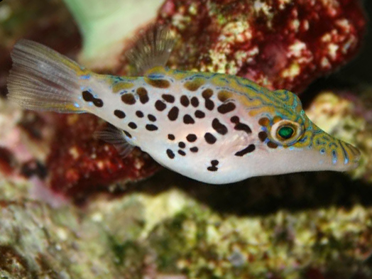 Leopard toby puffer