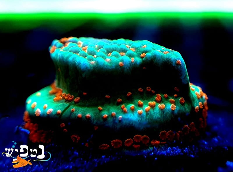 אלמוגים לאקווריום