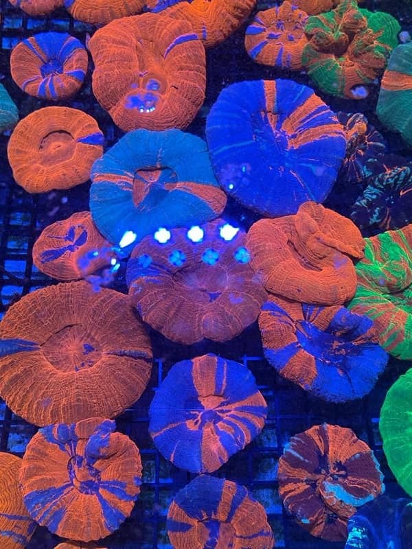 אלמוגים לאקווריום למכירה
