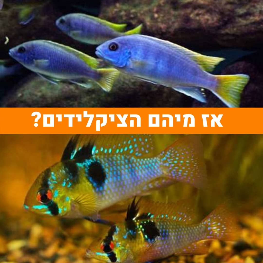 ציקלידים